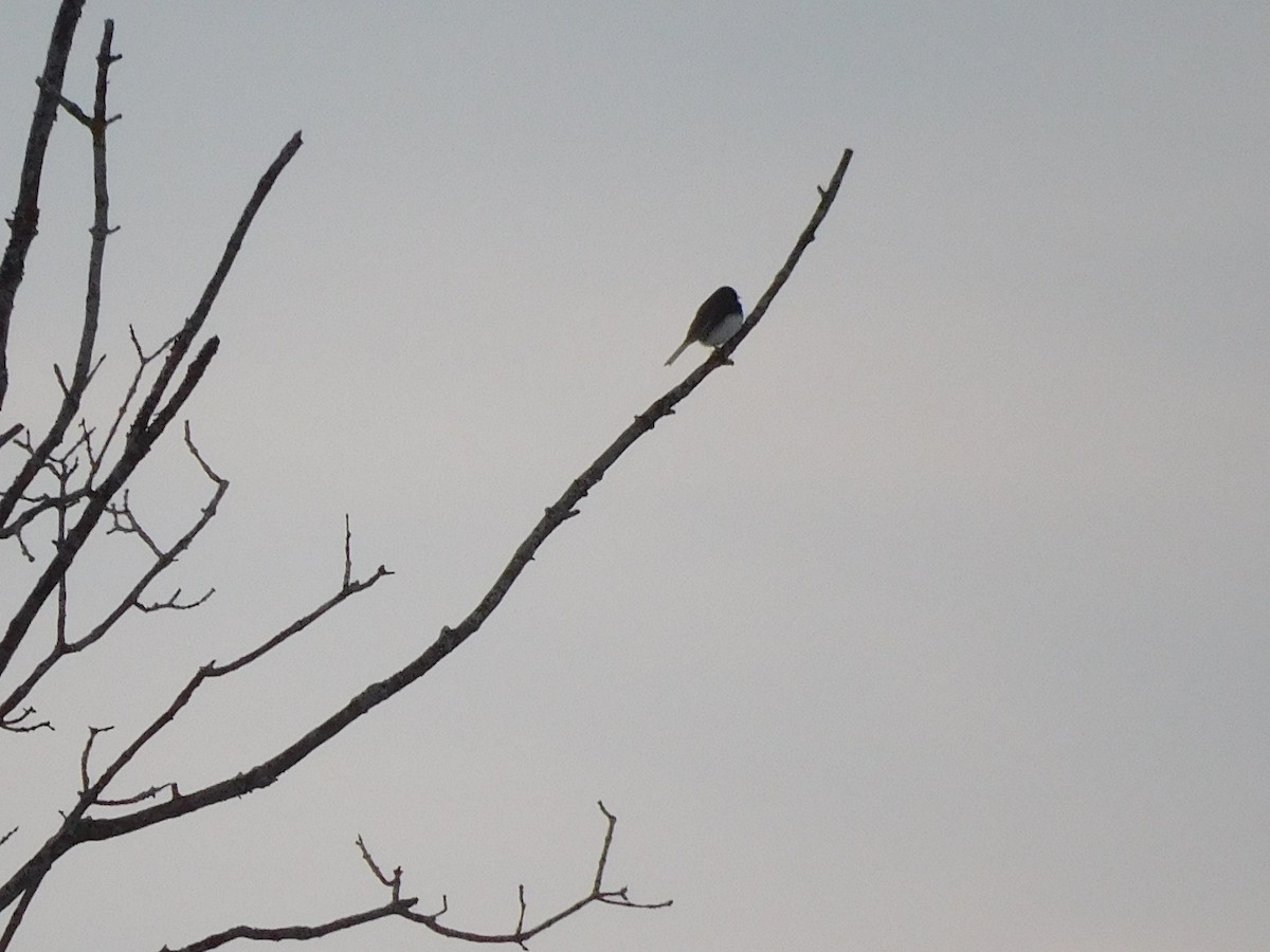 Dark-eyed Junco (Slate-colored) - ML628107750