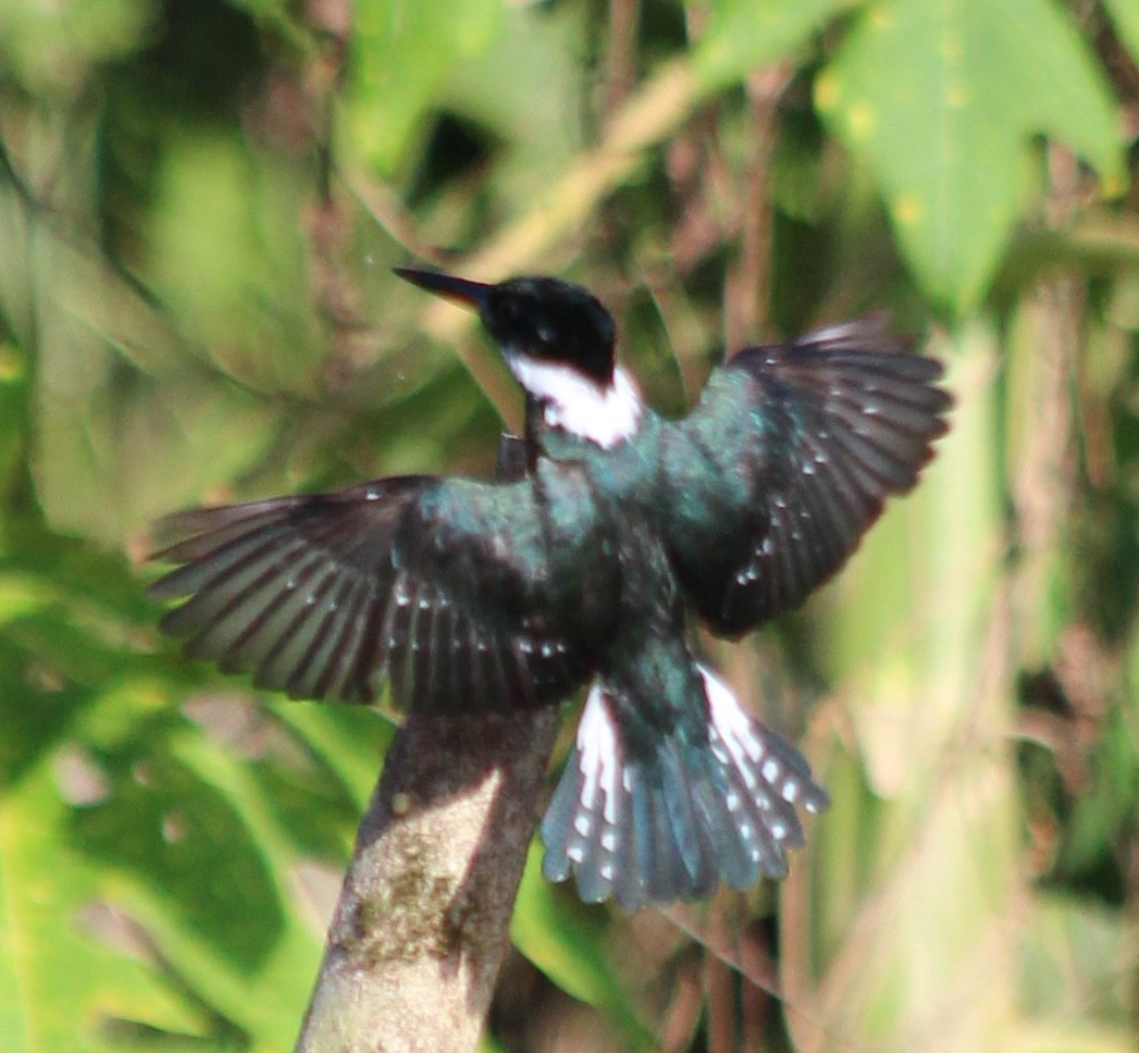 Green Kingfisher - ML628107751