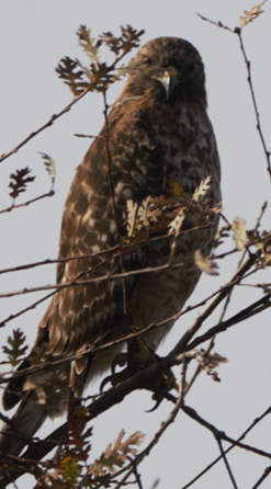 Red-shouldered Hawk - ML628107774