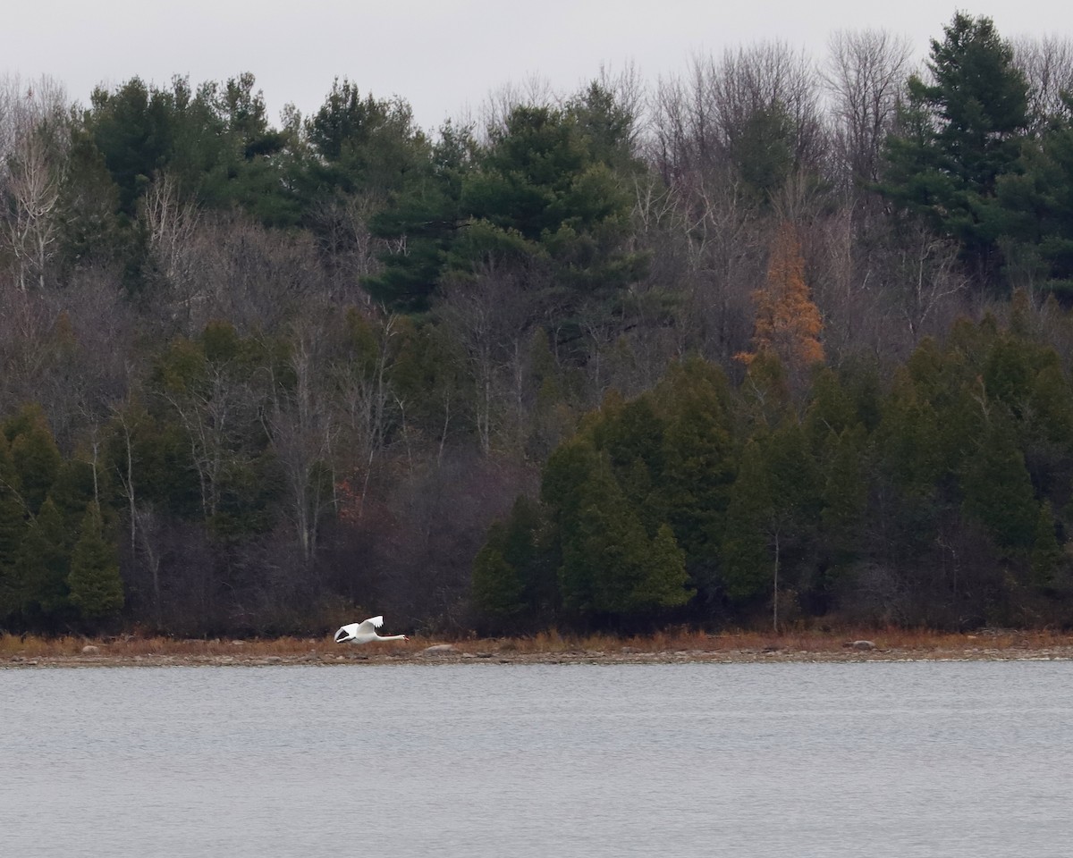 Cisne Trompetero - ML628107888