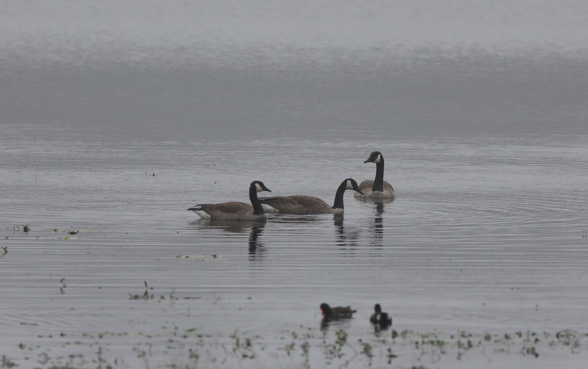 Канад галуу - ML628107948