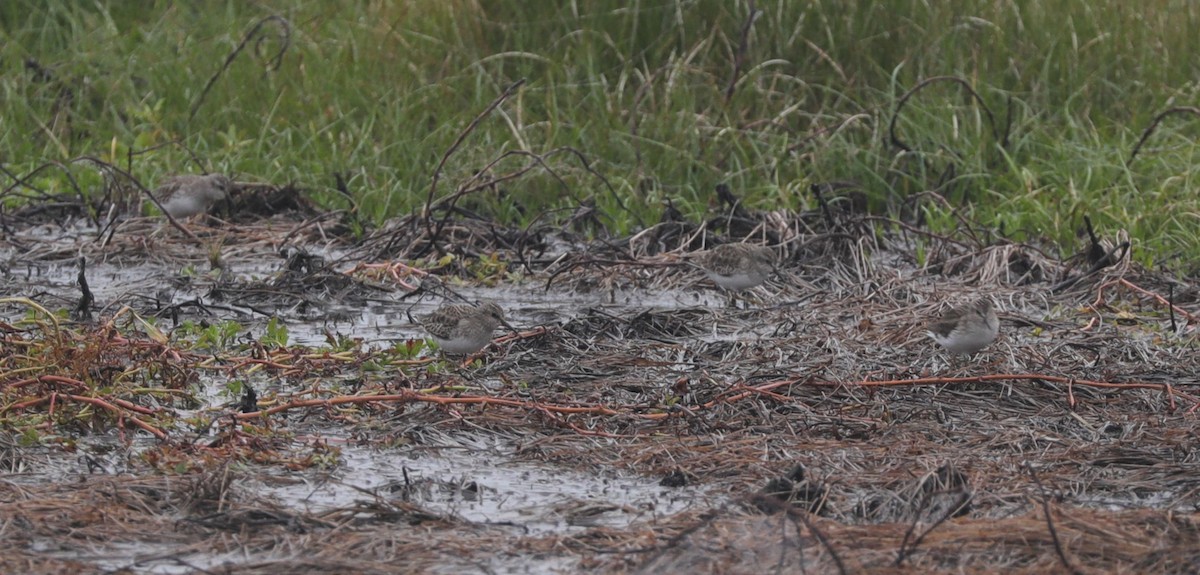 Least Sandpiper - ML628107960