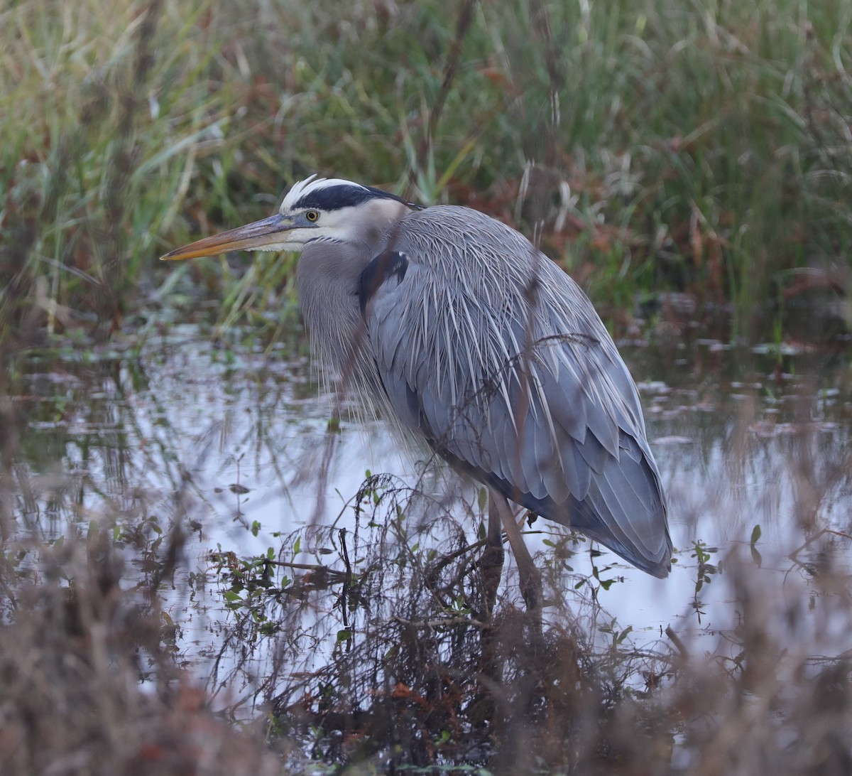 Great Blue Heron - ML628107962