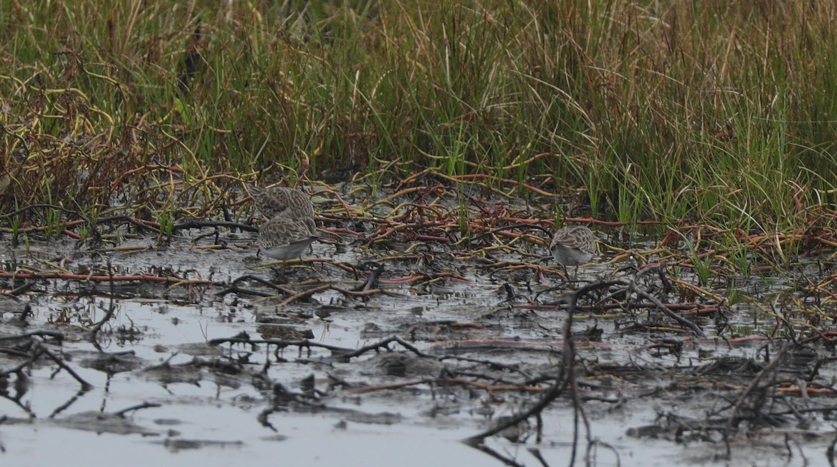 Least Sandpiper - ML628107967