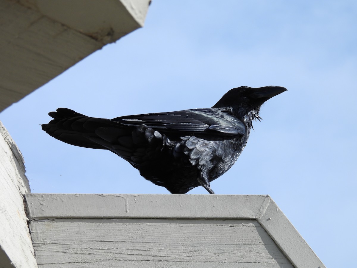 Common Raven - ML628107972