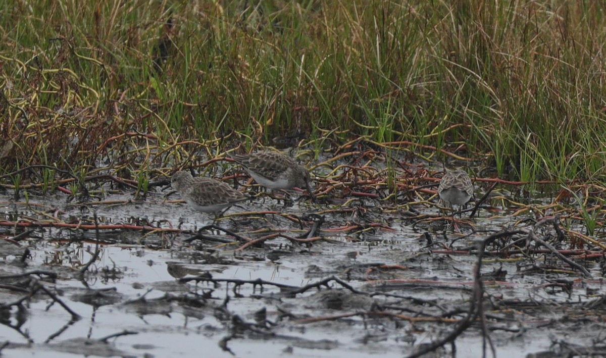 Least Sandpiper - ML628107974