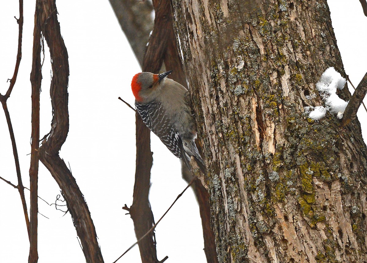 Red-bellied Woodpecker - ML628107976