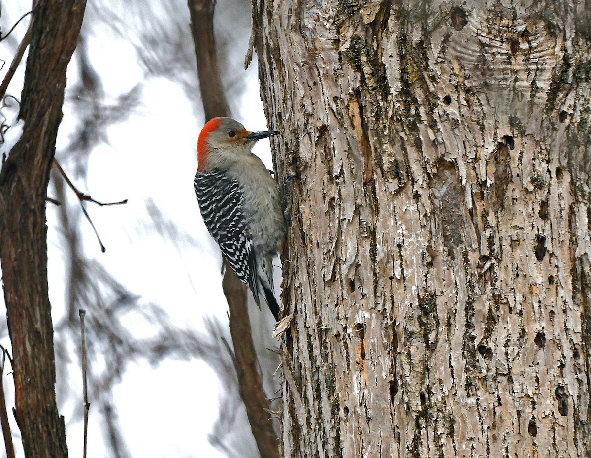 Red-bellied Woodpecker - ML628107977