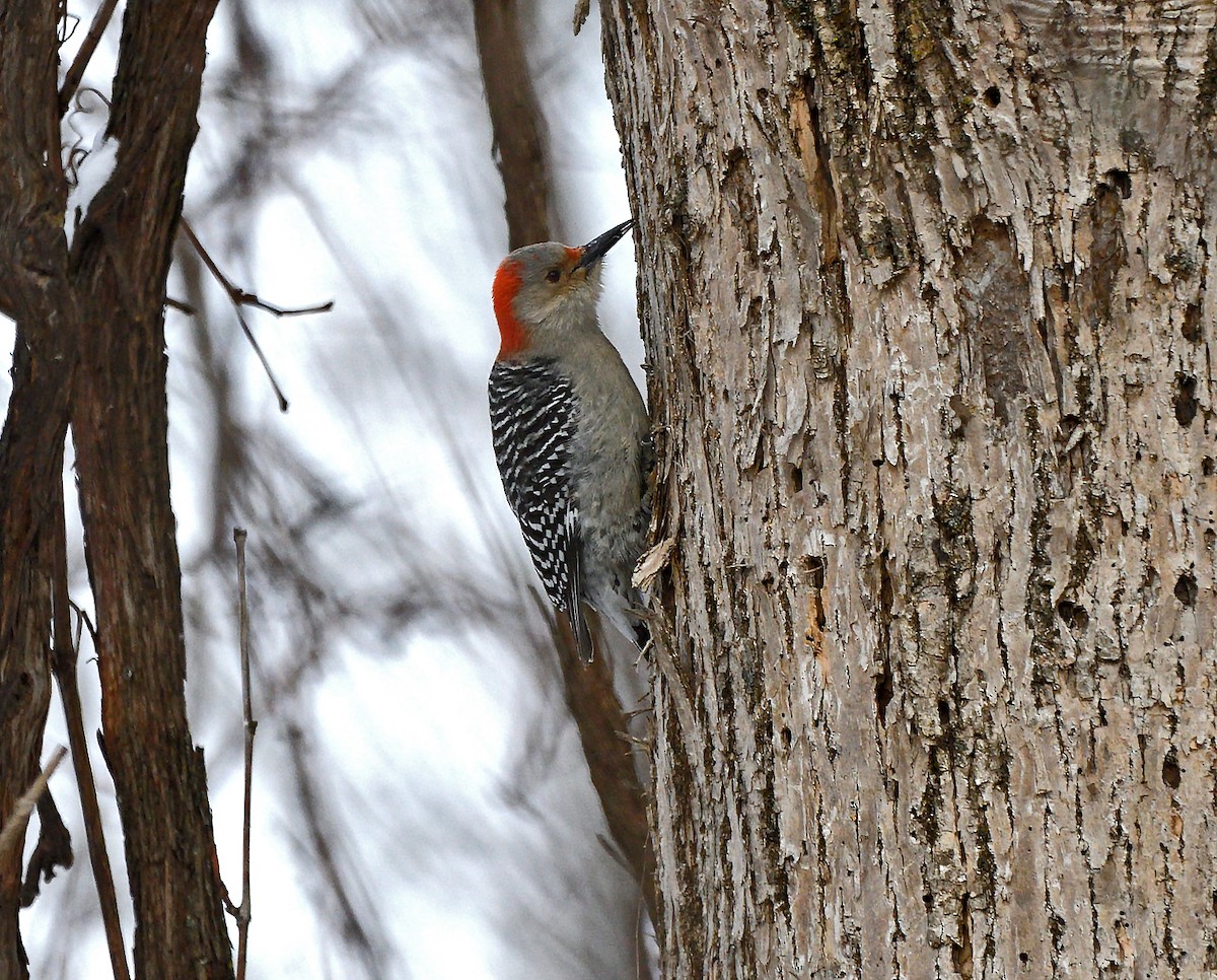 Red-bellied Woodpecker - ML628107978