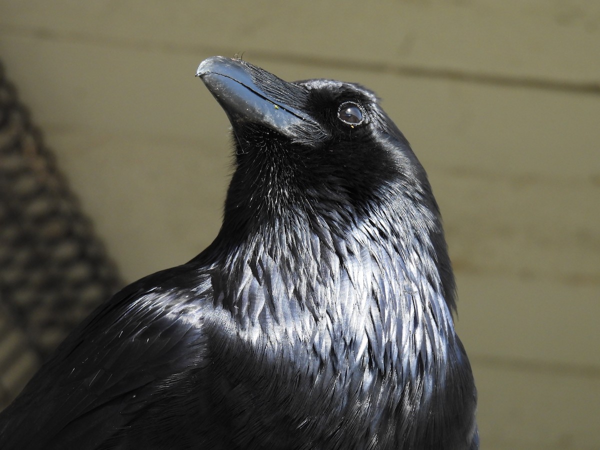 Common Raven - ML628107986