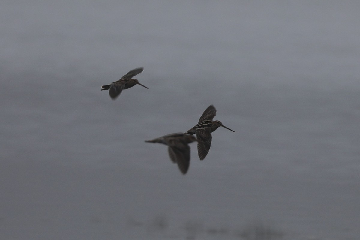 Wilson's Snipe - ML628107987