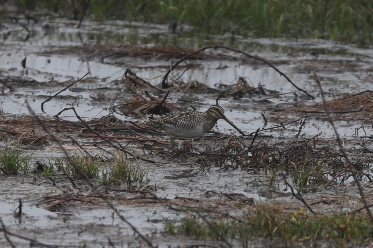 Wilson's Snipe - ML628107988