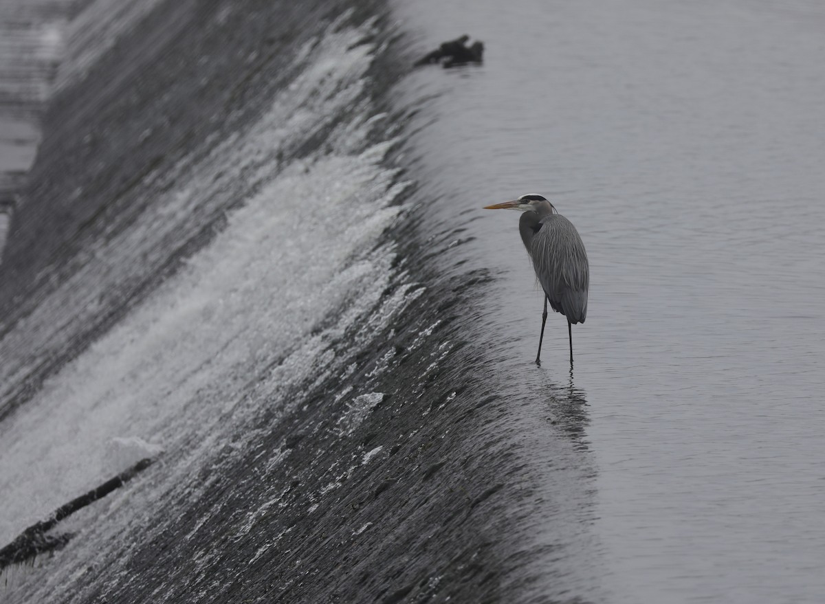 Great Blue Heron - ML628107991