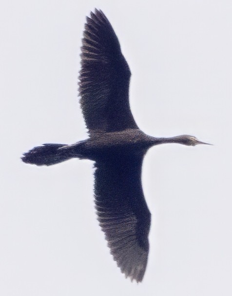 Great Cormorant - ML628107999