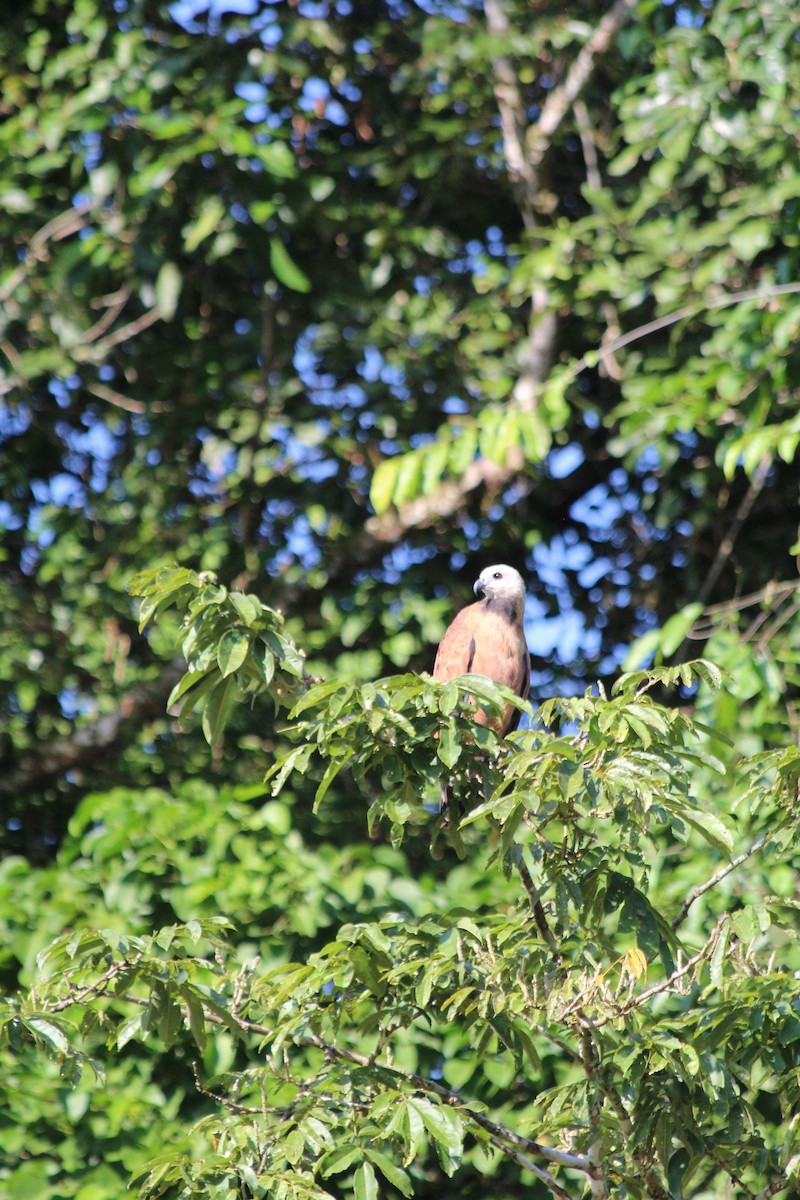 Black-collared Hawk - ML628108011