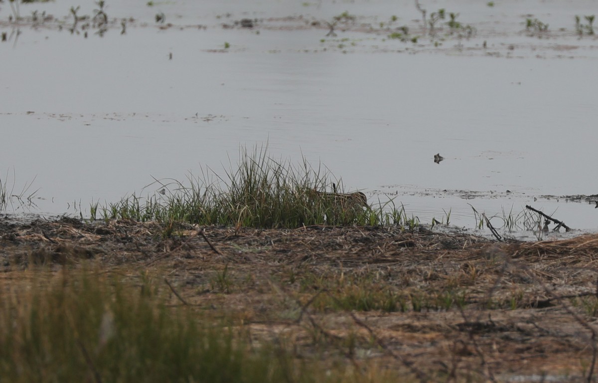 Wilson's Snipe - ML628108040
