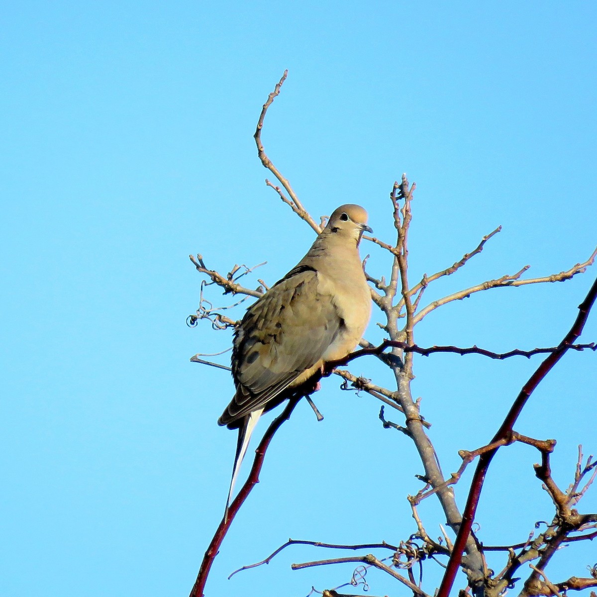 Mourning Dove - ML628108058