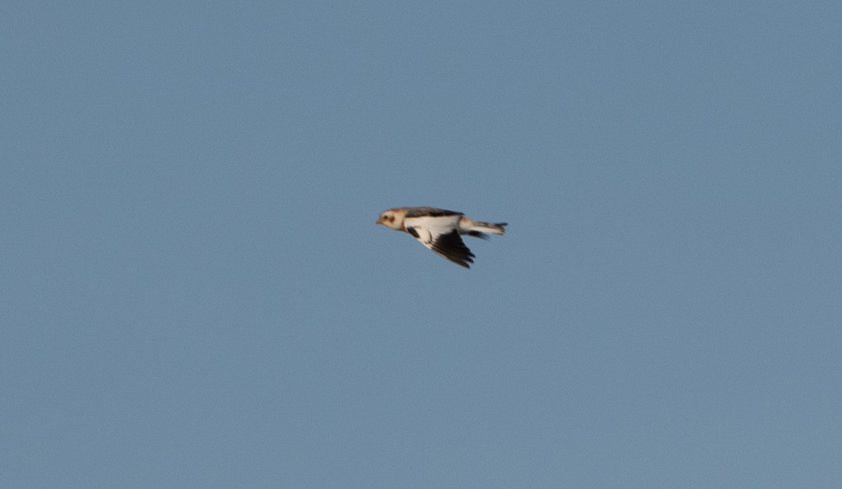 Snow Bunting - ML628108094