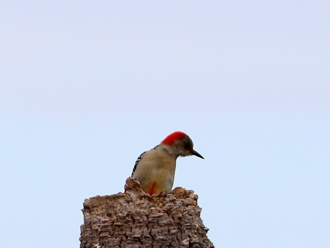 Red-bellied Woodpecker - ML628108105