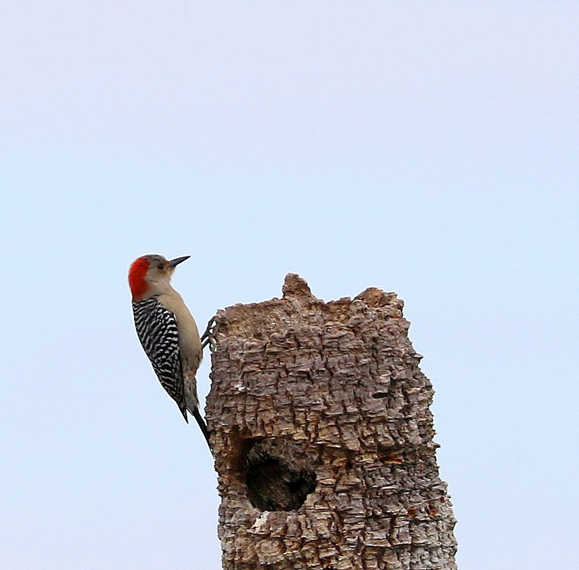 Red-bellied Woodpecker - ML628108106