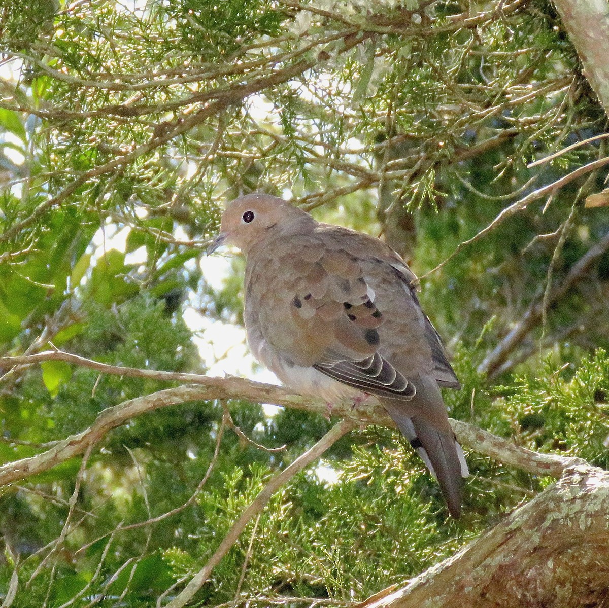 Mourning Dove - ML628108122