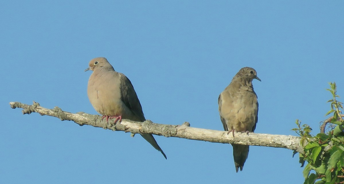 Mourning Dove - ML628108174