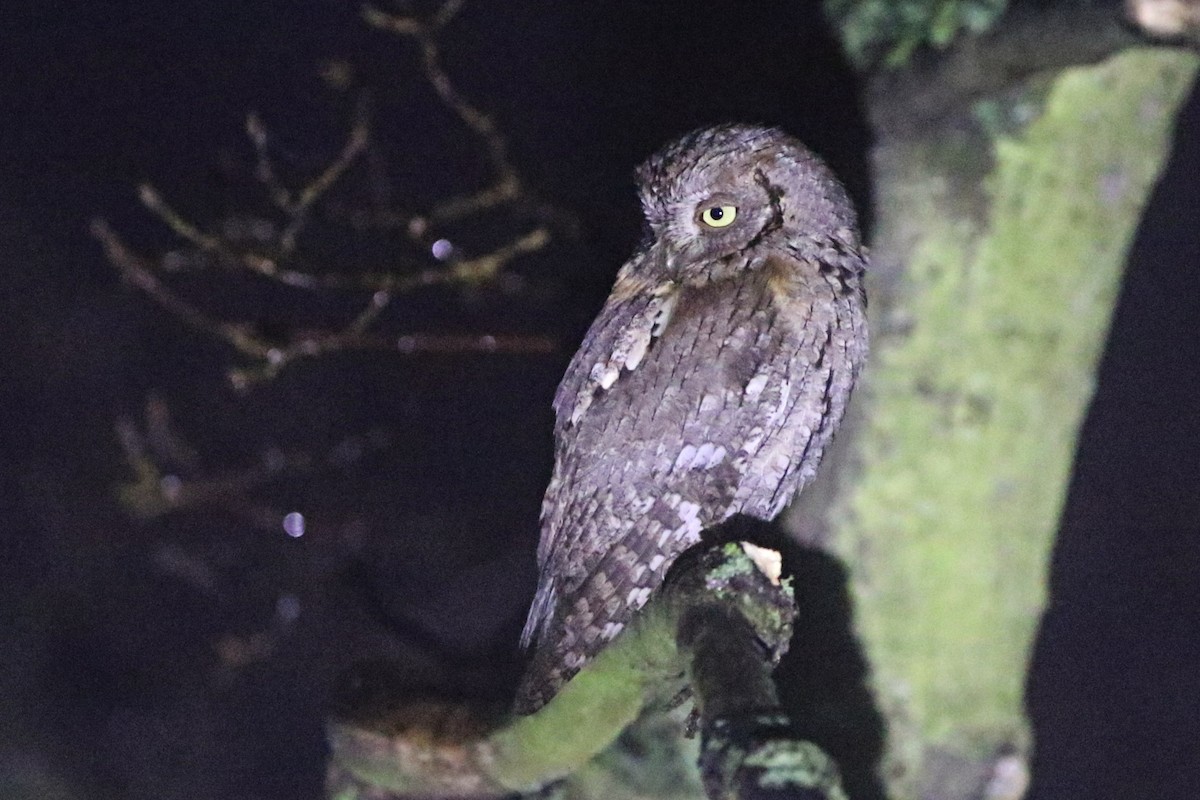 Eurasian Scops-Owl - ML628108193