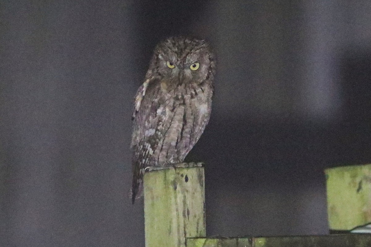 Eurasian Scops-Owl - ML628108195