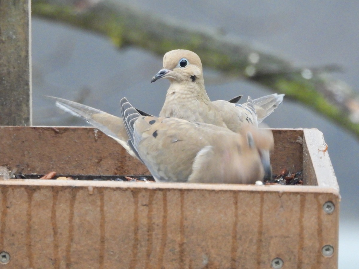 Mourning Dove - ML628108217