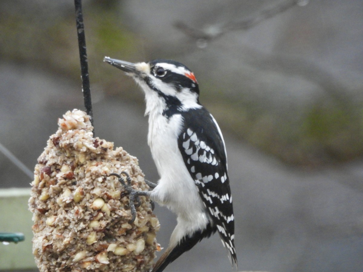 Hairy Woodpecker - ML628108219