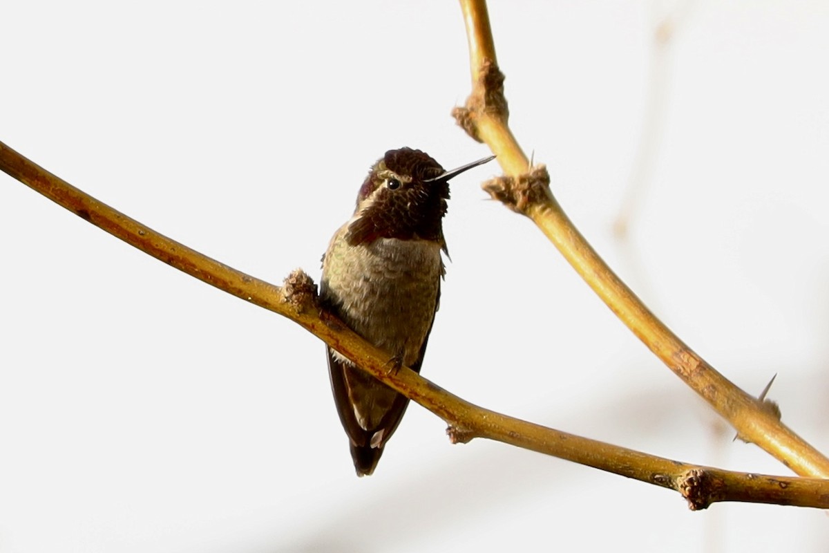 Costa's Hummingbird - ML628108224