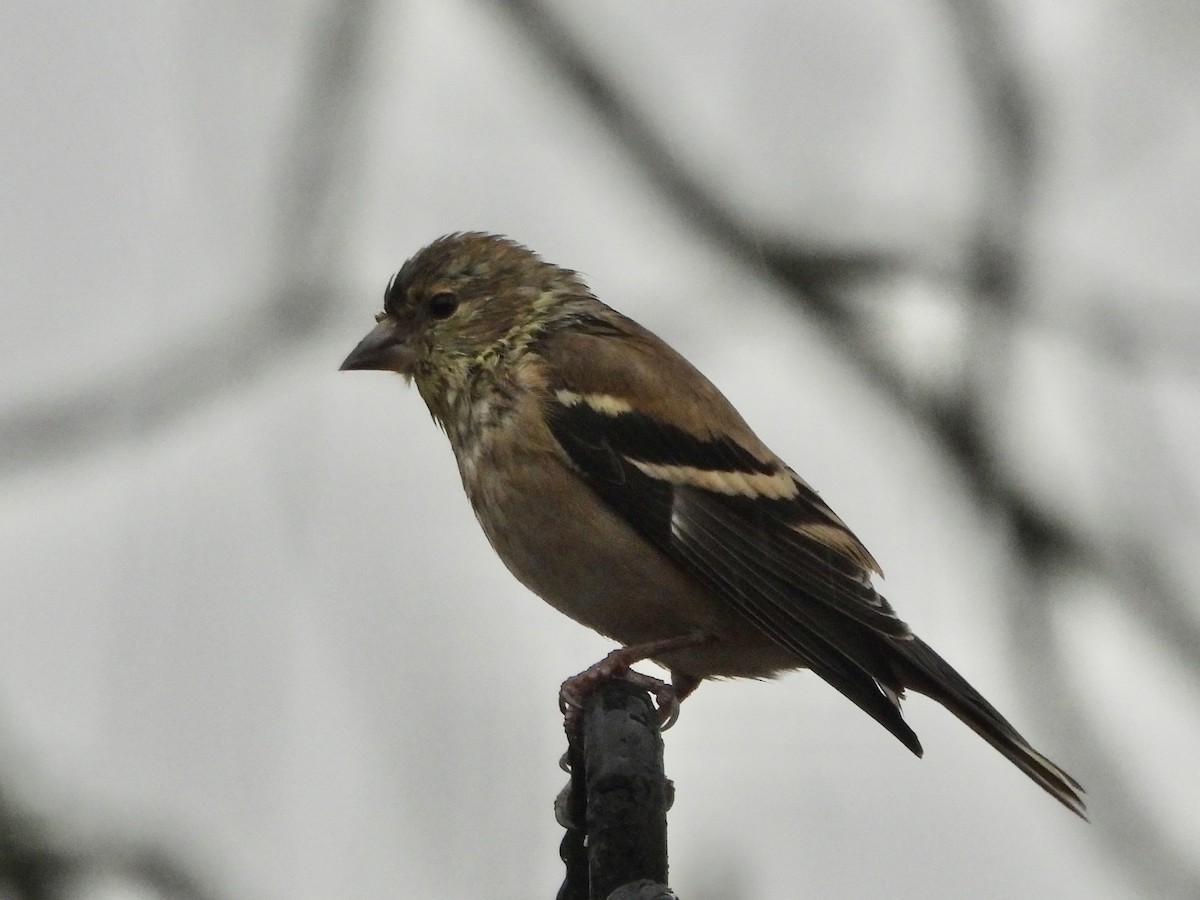 American Goldfinch - ML628108235