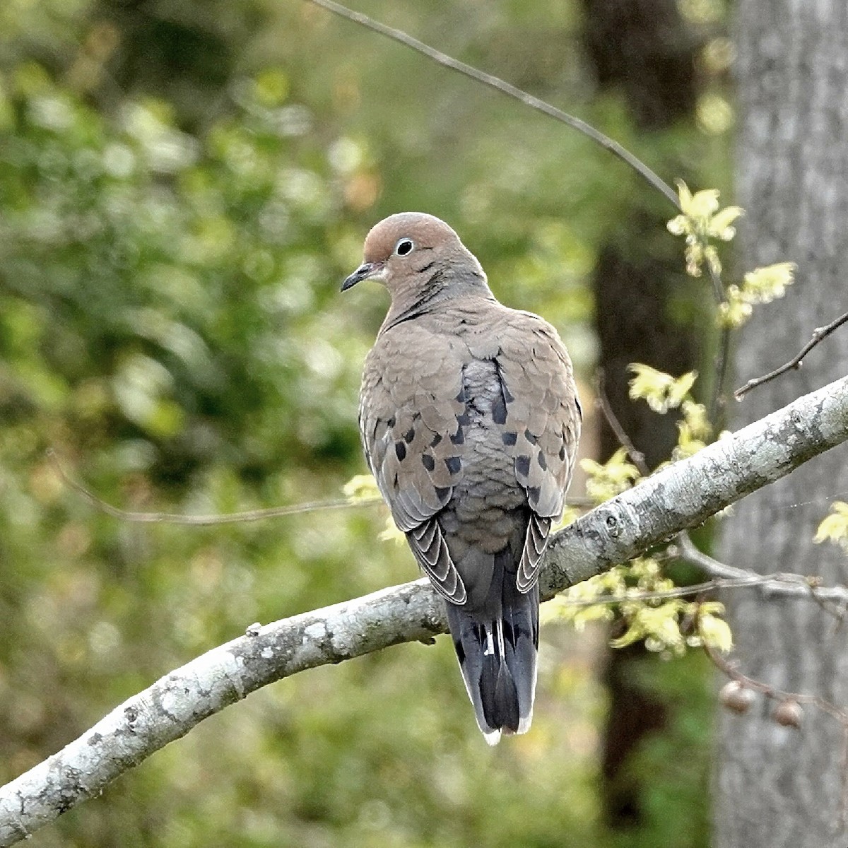 Mourning Dove - ML628108266