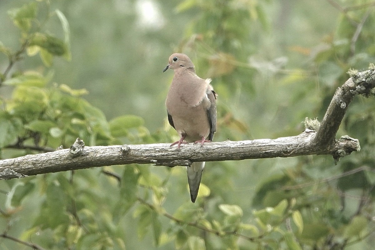 Mourning Dove - ML628108315