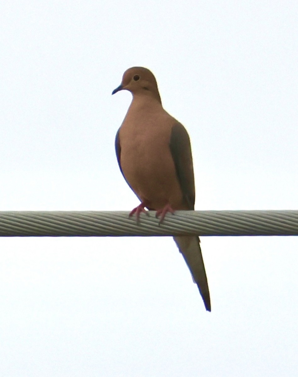 Mourning Dove - ML628108335