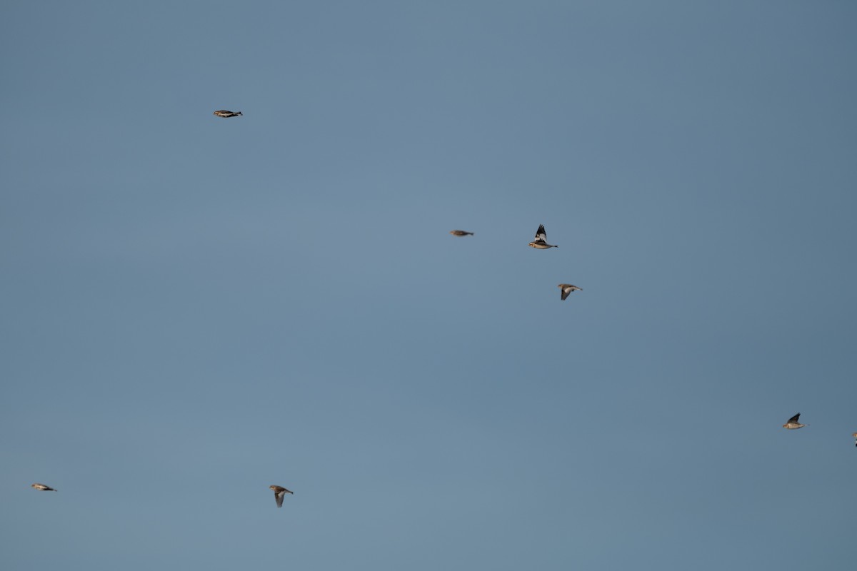 Snow Bunting - ML628108384