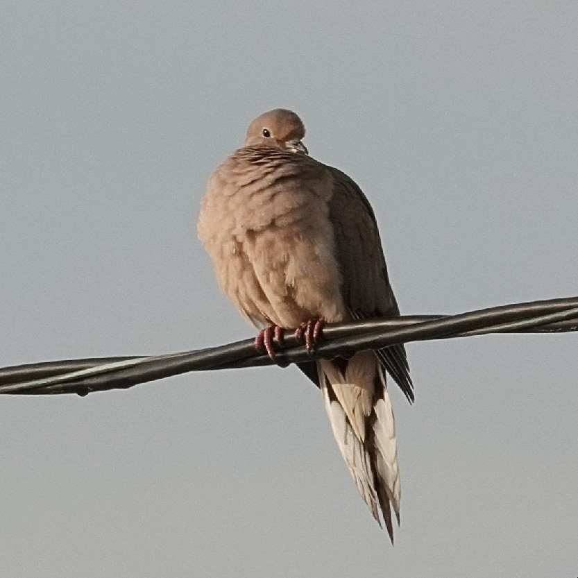 Mourning Dove - ML628108422