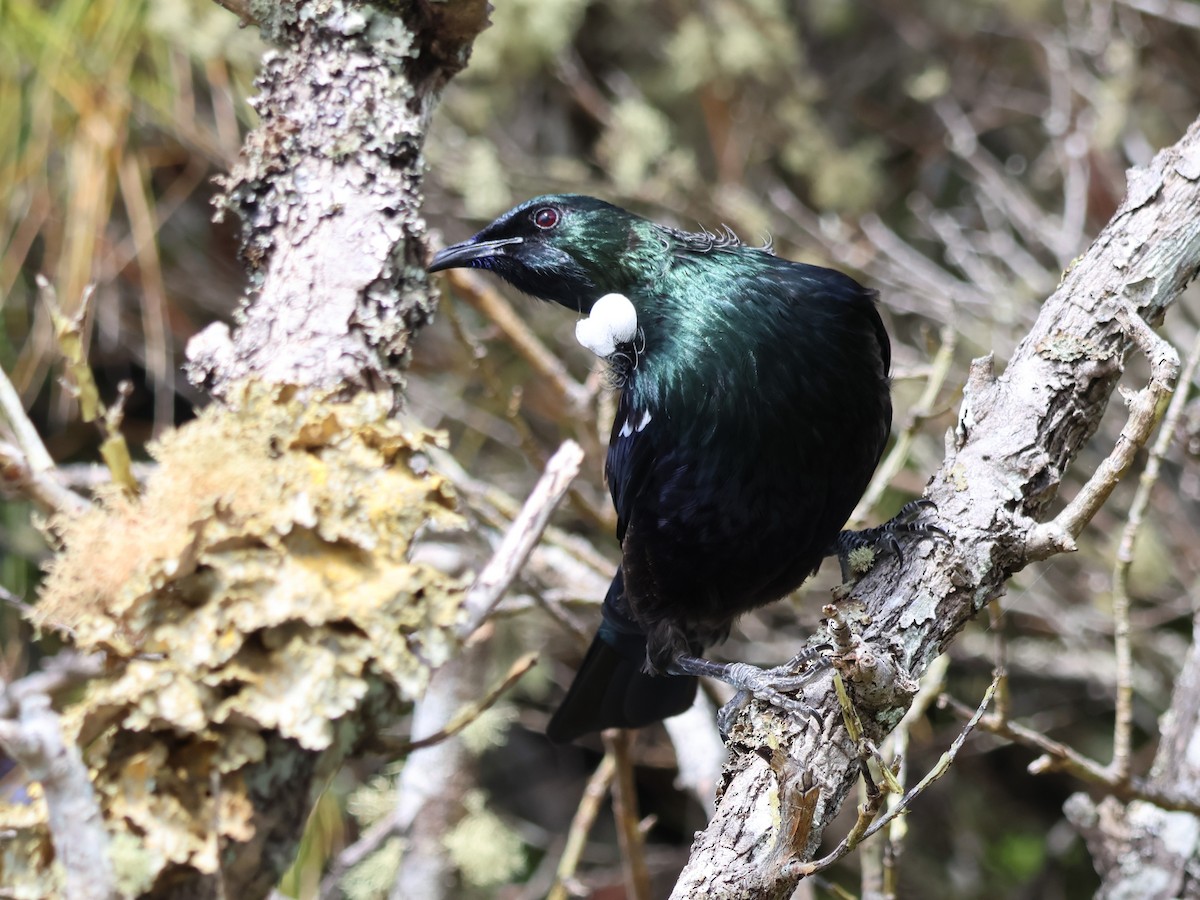 Tui - ML628108452