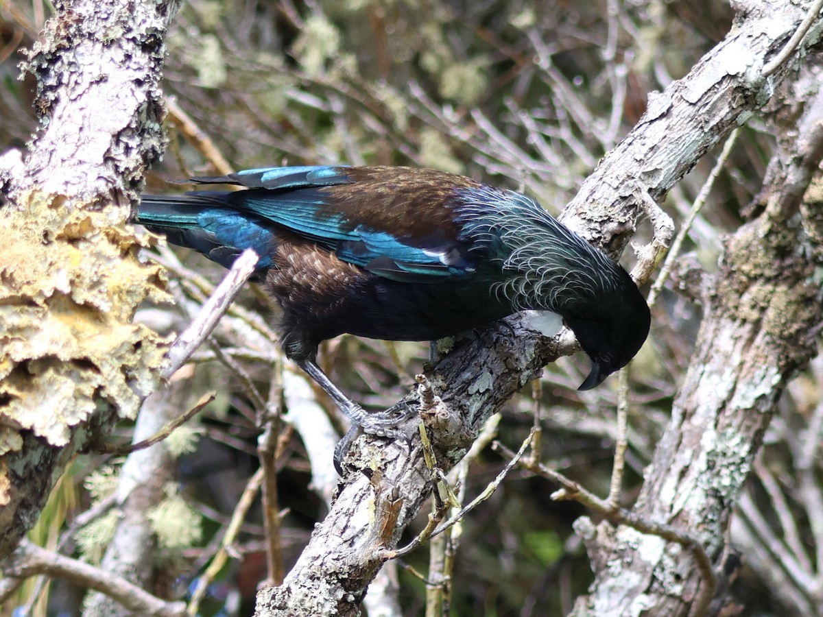 Tui - ML628108470
