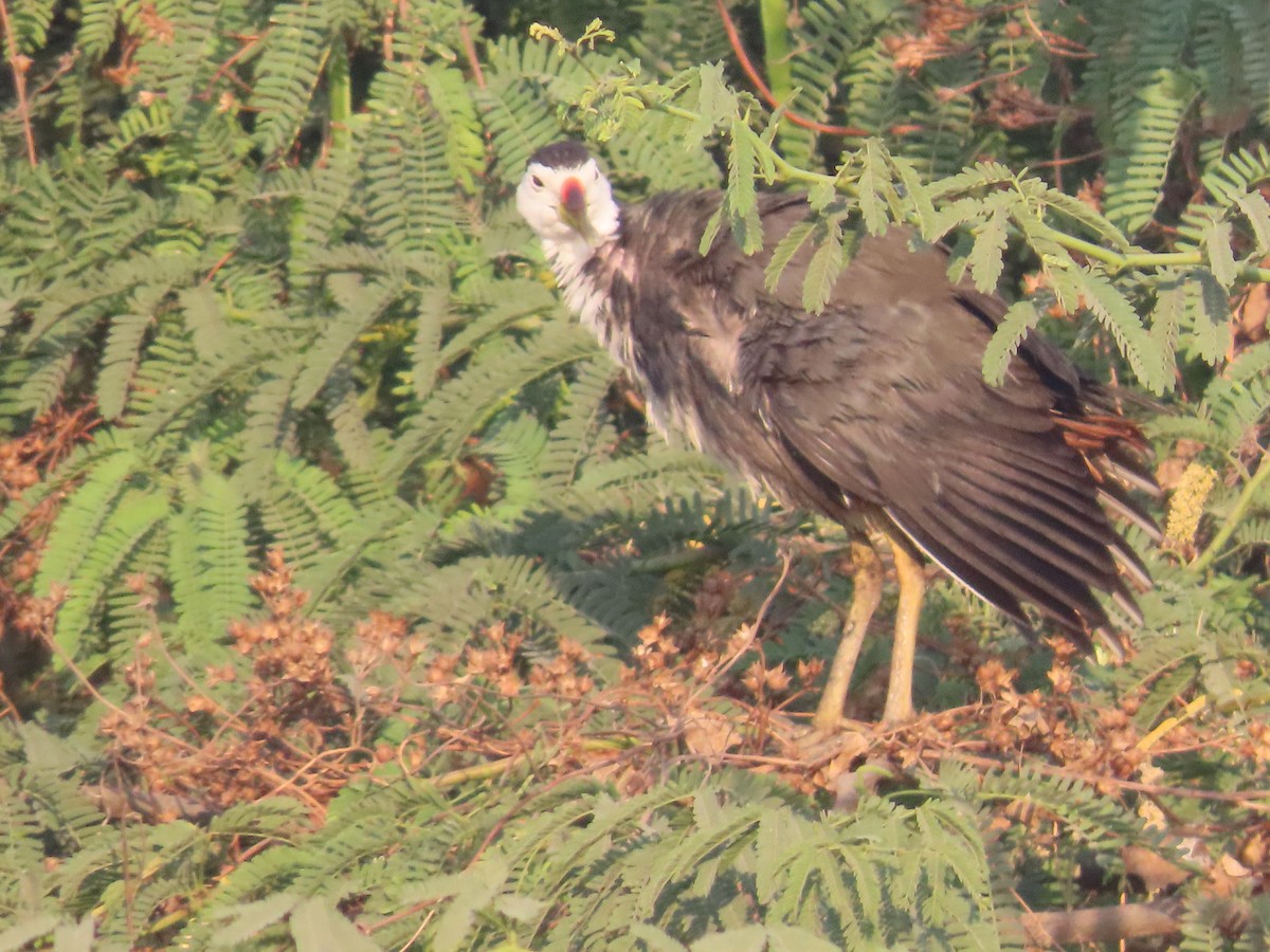 White-breasted Waterhen - ML628108471