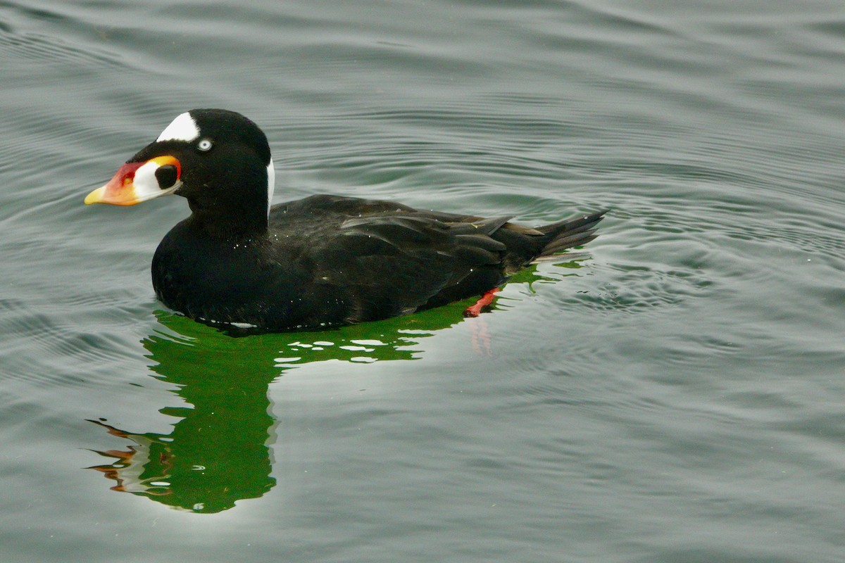 Surf Scoter - ML628108474