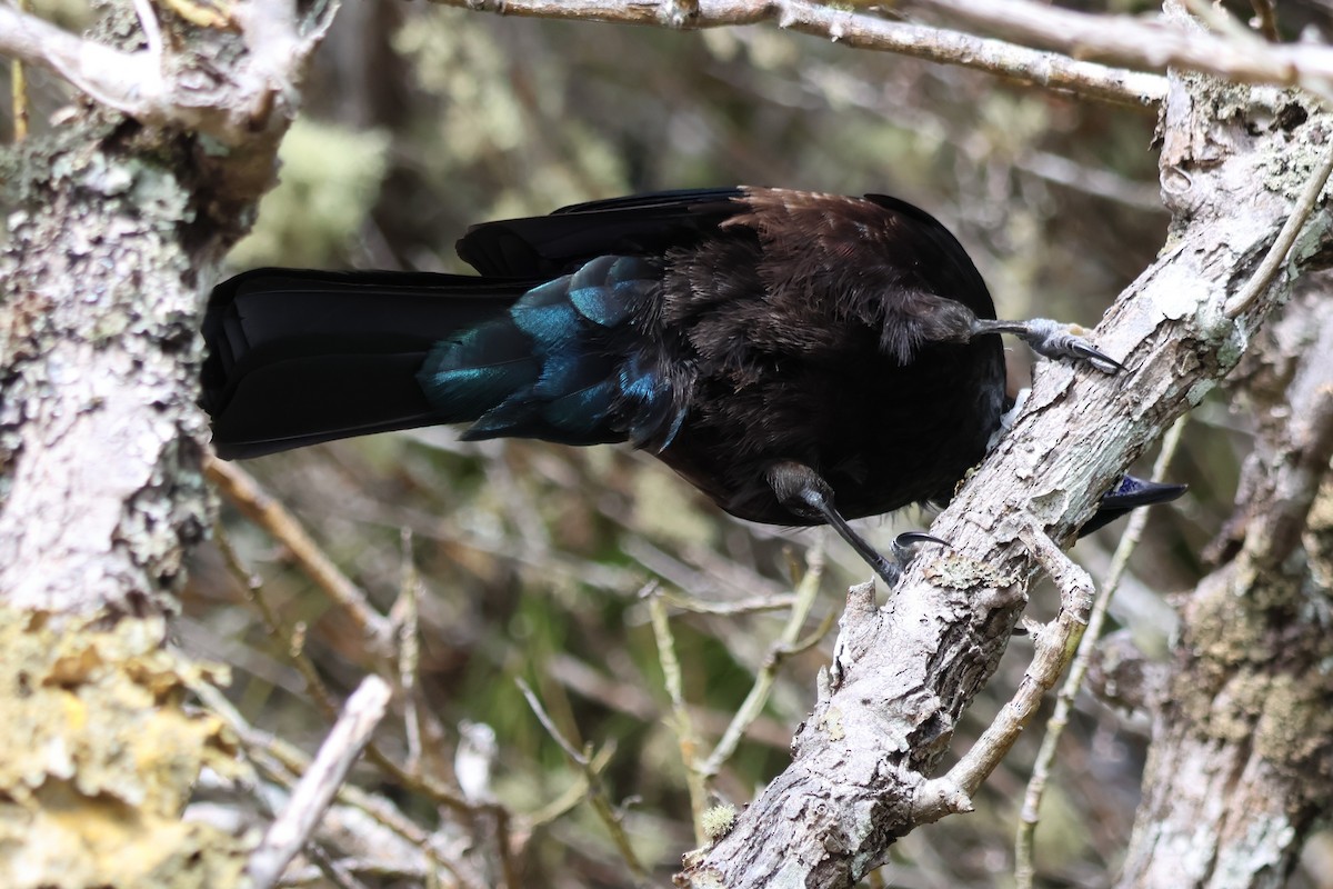 Tui - ML628108479