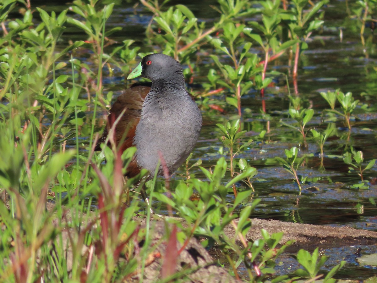 Spot-flanked Gallinule - ML628108483