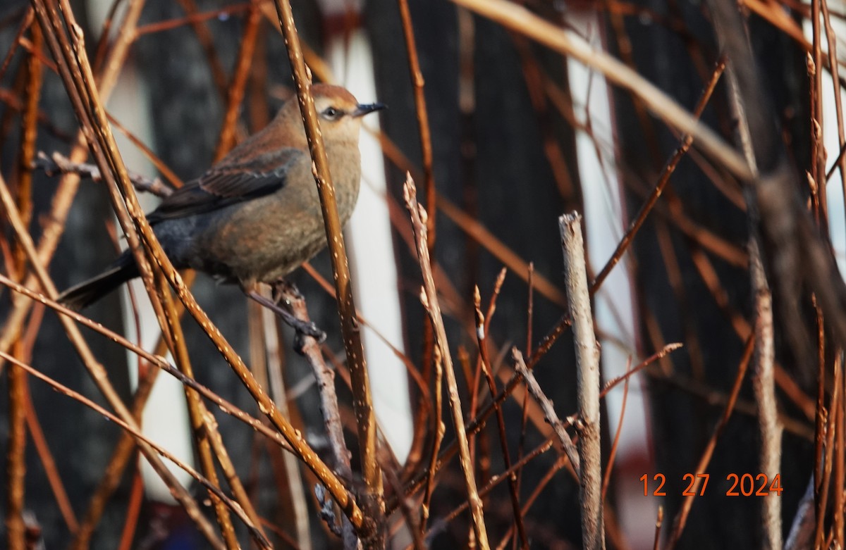 Rusty Blackbird - ML628108485