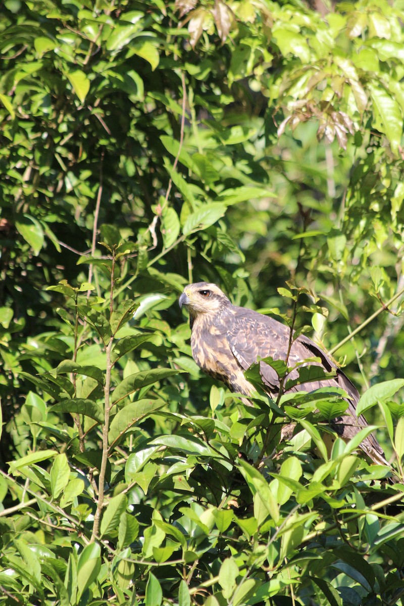 Great Black Hawk - ML628108487