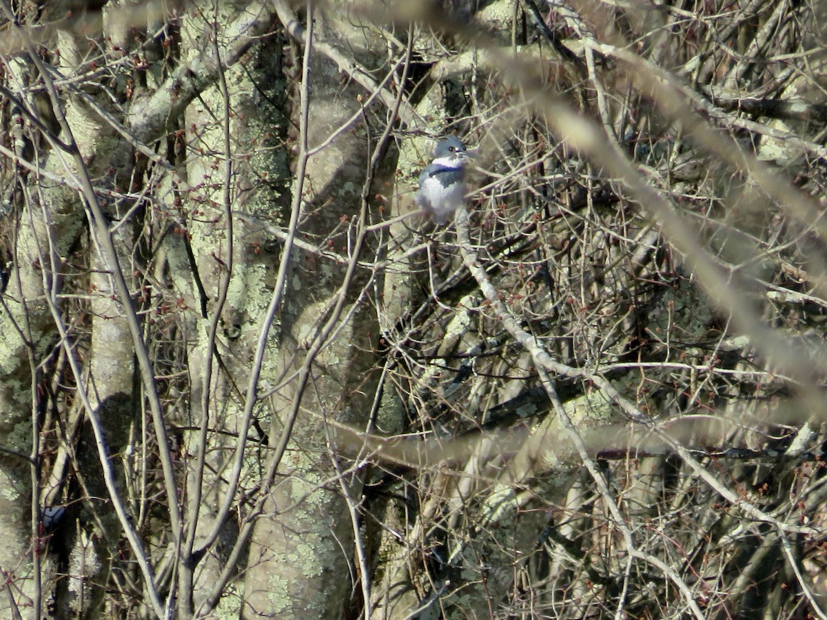 Belted Kingfisher - ML628108488