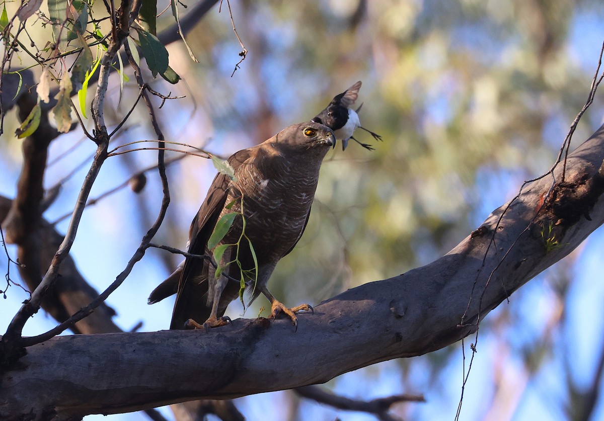 Brown Goshawk - ML628108489