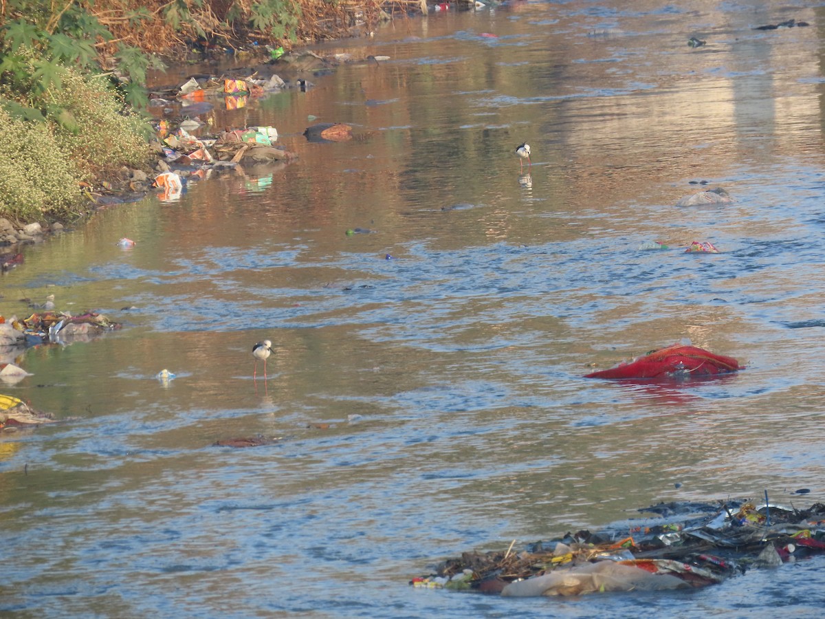 Black-winged Stilt - ML628108490