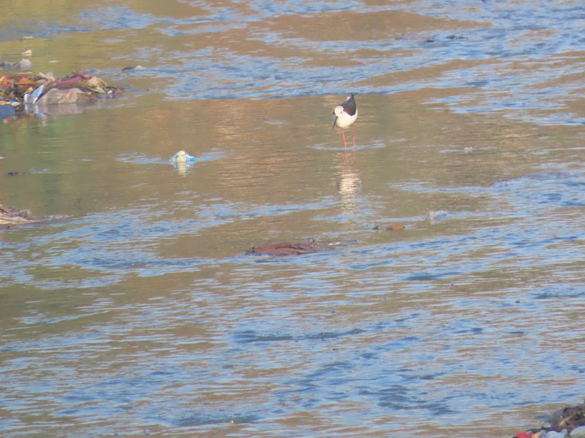 Black-winged Stilt - ML628108491