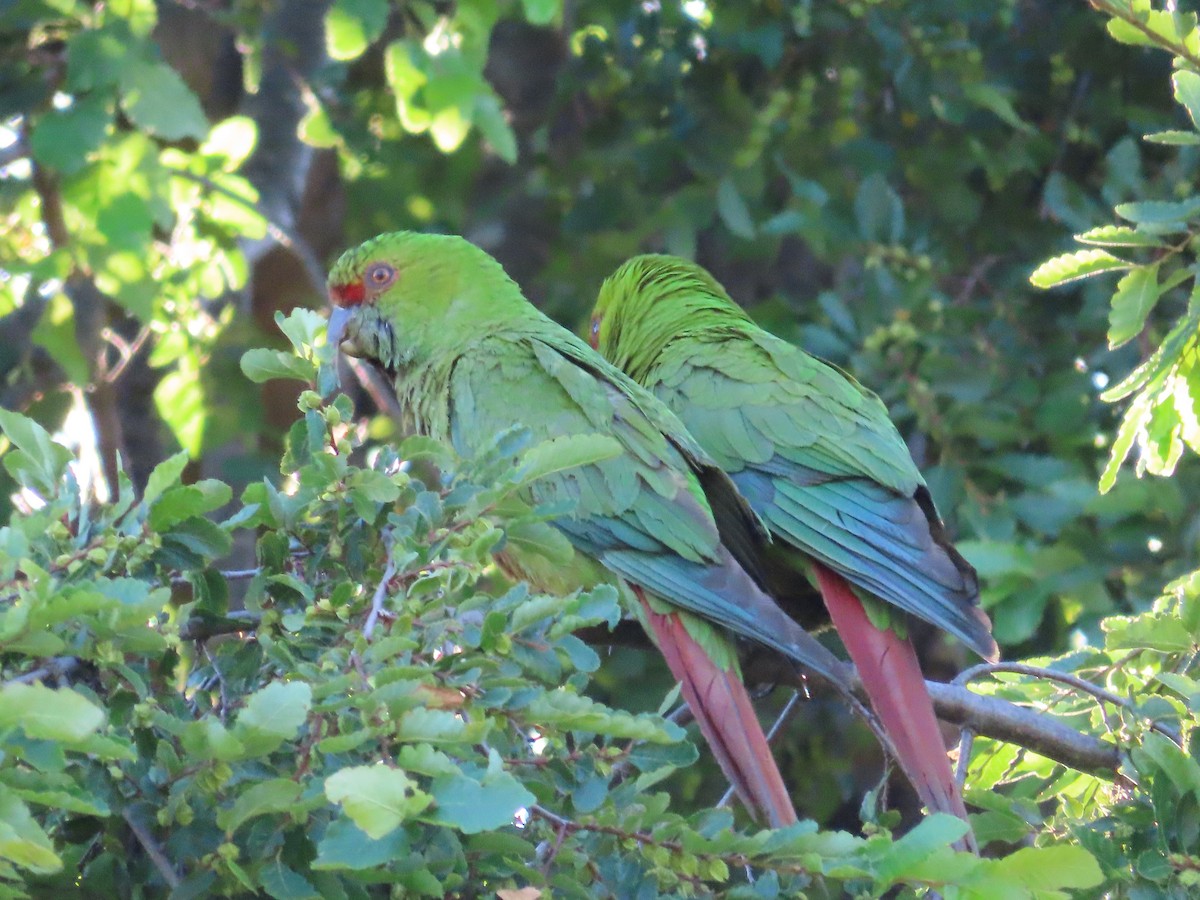 Slender-billed Parakeet - ML628108492